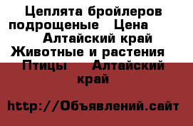 Цеплята бройлеров подрощеные › Цена ­ 100 - Алтайский край Животные и растения » Птицы   . Алтайский край